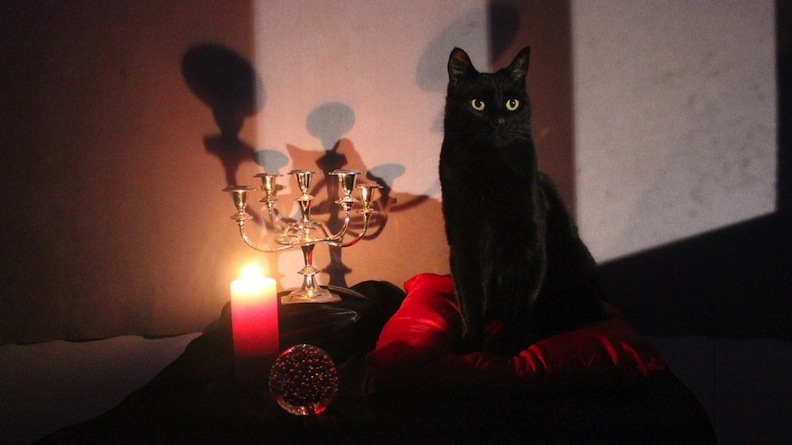 Brand-new Salem the cat on Netflix